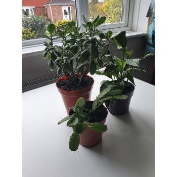 Trio of house plants