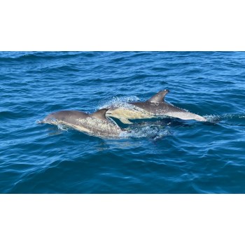 Dolphin Spotting Boat Trip with Wavehunters