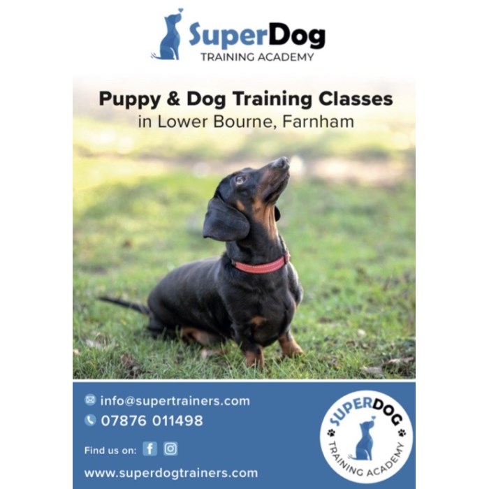 A one2one/place in Group training classes from SuperDog Training Academy [worth £100]