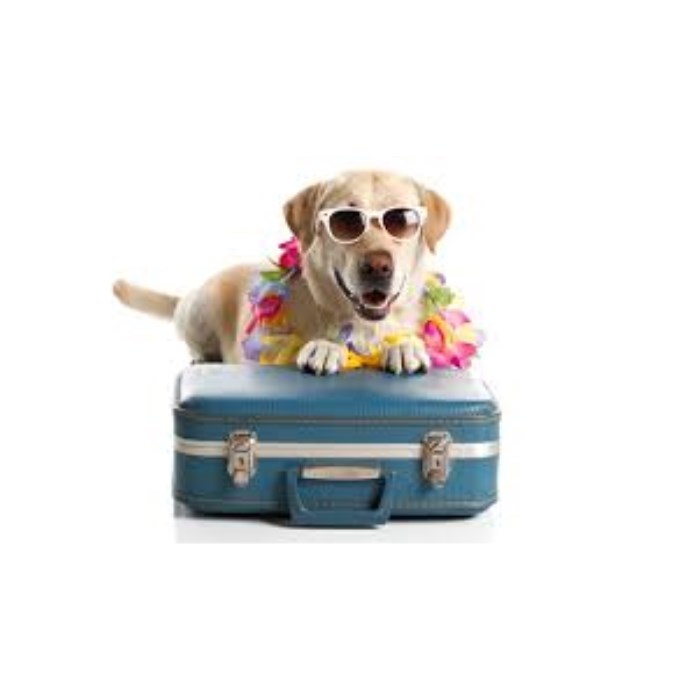 2 nights dog boarding